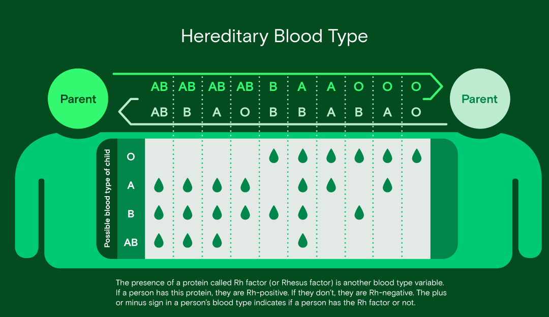 Everything (and then some) about blood types