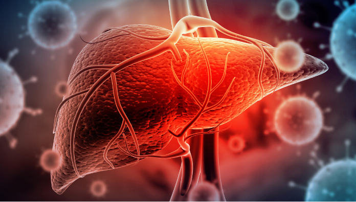 Realistic image of a liver Realistic image of a liver