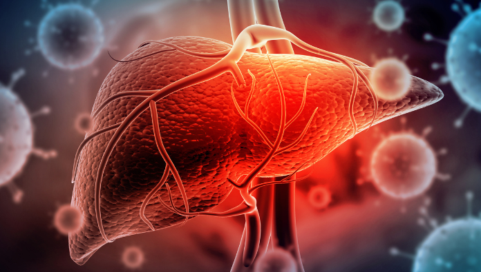 Realistic picture of a liver Realistic picture of a liver