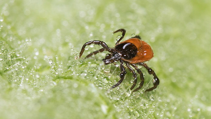 Close up of a tick Close up of a tick